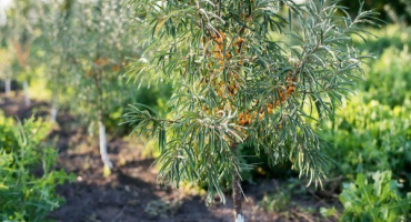 Jak rakytník množit: přehled účinných metod